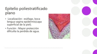 Epitelio poliestratificado
plano
• Localización : esófago, boca
lengua vagina epidermis(capa
superficial de la piel).
• Fu...
