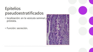Epitelios
pseudoestratificados
• localización: en la vesícula seminal y
próstata.
• Función: secreción.
 