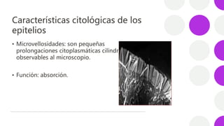 Características citológicas de los
epitelios
• Microvellosidades: son pequeñas
prolongaciones citoplasmáticas cilíndricas
...
