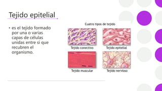 Tejido epitelial
• es el tejido formado
por una o varias
capas de células
unidas entre sí que
recubren el
organismo.
 