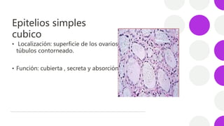 Epitelios simples
cubico
• Localización: superficie de los ovarios
túbulos contorneado.
• Función: cubierta , secreta y ab...