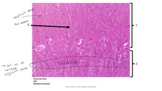 HISTOLOGIA.pdf.alumnos aprendiendohistologiavetertinaria | PDF