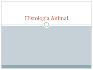 Histologia Animal
 