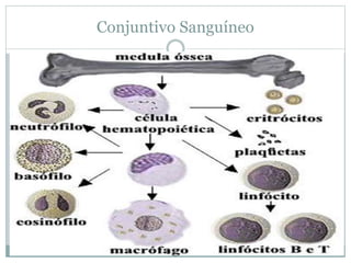 Conjuntivo Sanguíneo
 