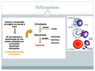 Eritropoiese
 