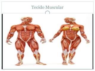 Tecido Muscular
 