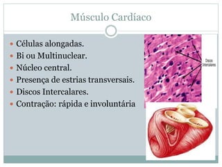 Músculo Cardíaco
 Células alongadas.
 Bi ou Multinuclear.
 Núcleo central.
 Presença de estrias transversais.
 Discos Intercalares.
 Contração: rápida e involuntária
 