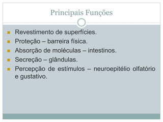 Principais Funções
 Revestimento de superfícies.
 Proteção – barreira física.
 Absorção de moléculas – intestinos.
 Secreção – glândulas.
 Percepção de estímulos – neuroepitélio olfatório
e gustativo.
 
