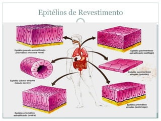 Epitélios de Revestimento
 