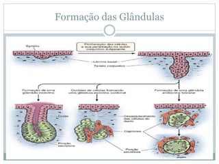 Formação das Glândulas
 