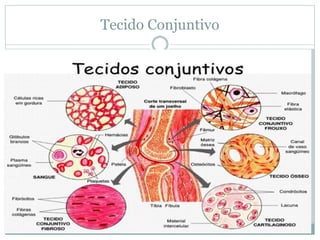 Tecido Conjuntivo
 