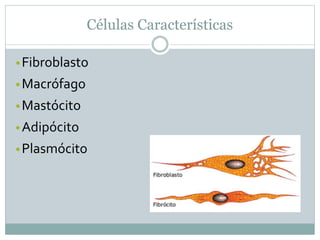 Células Características
•Fibroblasto
•Macrófago
•Mastócito
•Adipócito
•Plasmócito
 