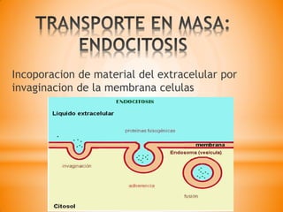 Incoporacion de material del extracelular por
invaginacion de la membrana celulas
 