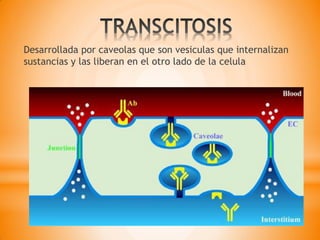 Desarrollada por caveolas que son vesiculas que internalizan
sustancias y las liberan en el otro lado de la celula
 