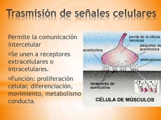Permite la comunicación
intercelular
Se unen a receptores
extracelulares o
intracelulares.
Función: proliferación
celular, diferenciación,
movimiento, metabolismo y
conducta.
 