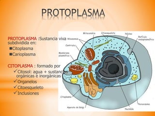 PROTOPLASMA :Sustancia viva
subdividida en:
Citoplasma
Carioplasma
CITOPLASMA : formado por
Citosol: agua + sustancias
orgánicas e inorgánicas
Organelos
Citoesqueleto
Inclusiones
 