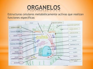 Estructuras celulares metabólicamente activas que realizan
funciones específicas
 