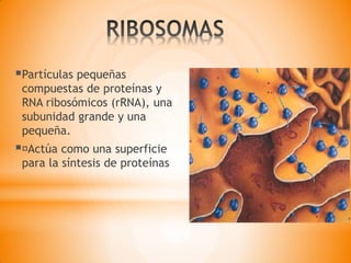 Partículas pequeñas
compuestas de proteínas y
RNA ribosómicos (rRNA), una
subunidad grande y una
pequeña.
 Actúa como una superficie
para la síntesis de proteínas
 