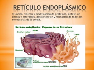 Función: síntesis y modificación de proteínas, síntesis de
lípidos y esteroides, detoxificación y formación de todas las
membranas de la célula.
 