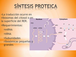 La traducción ocurre en
ribosomas del citosol o en
la superficie del RER.
Requerimientos:
mRNA
tRNA
Subunidades
ribosómicas pequeñas y
grandes
 