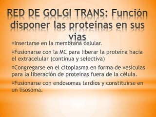 Insertarse en la membrana celular.
Fusionarse con la MC para liberar la proteína hacia
el extracelular (continua y selectiva)
Congregarse en el citoplasma en forma de vesículas
para la liberación de proteínas fuera de la célula.
Fusionarse con endosomas tardíos y constituirse en
un lisosoma.
 