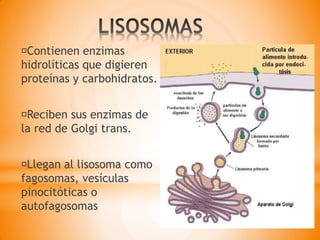 Contienen enzimas
hidrolíticas que digieren
proteínas y carbohidratos.
Reciben sus enzimas de
la red de Golgi trans.
Llegan al lisosoma como
fagosomas, vesículas
pinocitóticas o
autofagosomas
 