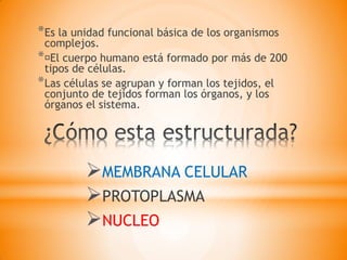 *Es la unidad funcional básica de los organismos
complejos.
* El cuerpo humano está formado por más de 200
tipos de células.
*Las células se agrupan y forman los tejidos, el
conjunto de tejidos forman los órganos, y los
órganos el sistema.
MEMBRANA CELULAR
PROTOPLASMA
NUCLEO
 