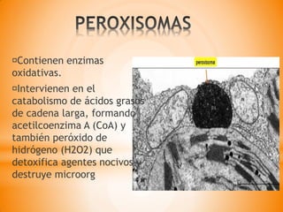 Contienen enzimas
oxidativas.
Intervienen en el
catabolismo de ácidos grasos
de cadena larga, formando
acetilcoenzima A (CoA) y
también peróxido de
hidrógeno (H2O2) que
detoxifica agentes nocivos y
destruye microorg
 