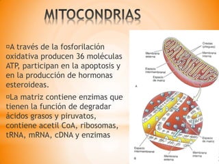 A través de la fosforilación
oxidativa producen 36 moléculas
ATP, participan en la apoptosis y
en la producción de hormonas
esteroideas.
La matriz contiene enzimas que
tienen la función de degradar
ácidos grasos y piruvatos,
contiene acetil CoA, ribosomas,
tRNA, mRNA, cDNA y enzimas
 