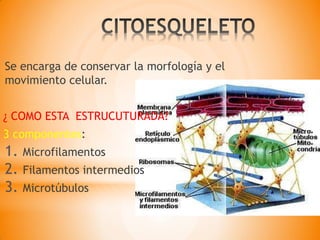 Se encarga de conservar la morfología y el
movimiento celular.
¿ COMO ESTA ESTRUCUTURADA?
3 componentes:
1. Microfilamentos
2. Filamentos intermedios
3. Microtúbulos
 