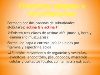 Filamentos delgados o
microfilamentos
Formado por dos cadenas de subunidades
globulares: actina G y actina F
Existen tres clases de actina: alfa (musc.), beta y
gamma (no musculares)
Forma una capa o corteza celula unidas por
filamina y espectrina acida
Función: movimiento de organelos y vesículas,
exocitosis, endocitosis, pseudopodos, migración
celular y contactos focales con la matriz extracel.
 