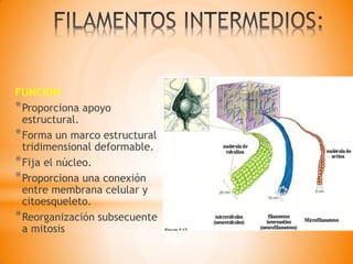 FUNCION
*Proporciona apoyo
estructural.
*Forma un marco estructural
tridimensional deformable.
*Fija el núcleo.
*Proporciona una conexión
entre membrana celular y
citoesqueleto.
*Reorganización subsecuente
a mitosis
 