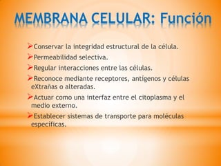 MEMBRANA CELULAR: Función
Conservar la integridad estructural de la célula.
Permeabilidad selectiva.
Regular interacciones entre las células.
Reconoce mediante receptores, antígenos y células
eXtrañas o alteradas.
Actuar como una interfaz entre el citoplasma y el
medio externo.
Establecer sistemas de transporte para moléculas
específicas.
 