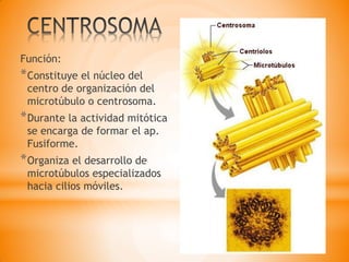 Función:
*Constituye el núcleo del
centro de organización del
microtúbulo o centrosoma.
*Durante la actividad mitótica
se encarga de formar el ap.
Fusiforme.
*Organiza el desarrollo de
microtúbulos especializados
hacia cilios móviles.
 
