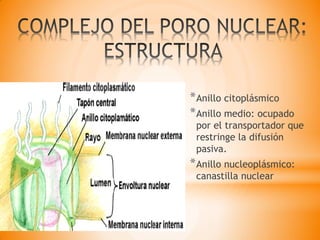 *Anillo citoplásmico
*Anillo medio: ocupado
por el transportador que
restringe la difusión
pasiva.
*Anillo nucleoplásmico:
canastilla nuclear
 