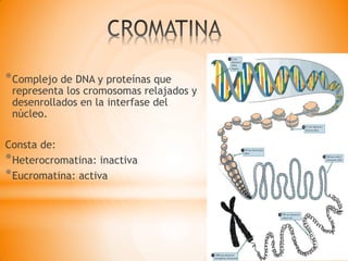 *Complejo de DNA y proteínas que
representa los cromosomas relajados y
desenrollados en la interfase del
núcleo.
Consta de:
*Heterocromatina: inactiva
*Eucromatina: activa
 