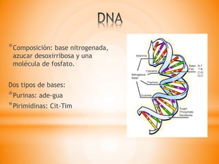 *Composición: base nitrogenada,
azucar desoxirribosa y una
molécula de fosfato.
Dos tipos de bases:
*Purinas: ade-gua
*Pirimidinas: Cit-Tim
 