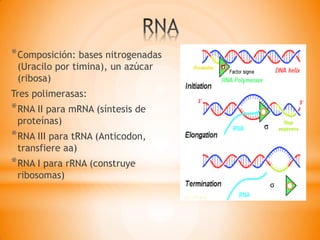 *Composición: bases nitrogenadas
(Uracilo por timina), un azúcar
(ribosa)
Tres polimerasas:
*RNA II para mRNA (síntesis de
proteínas)
*RNA III para tRNA (Anticodon,
transfiere aa)
*RNA I para rRNA (construye
ribosomas)
 