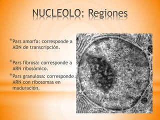 *Pars amorfa: corresponde a
ADN de transcripción.
*Pars fibrosa: corresponde a
ARN ribosómico.
*Pars granulosa: corresponde a
ARN con ribosomas en
maduración.
 