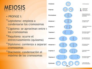 • PROFASE I:
*Leptoteno: empieza a
condensarse los cromosomas
*Cigoteno: se aproximan entre sí
los cromosomas
*Paquiteno: ocurre el
entrecruzamiento (quiasma)
*Diploteno: comienza a separarse
cromosomas
*Diacinesis: condensación al
máximo de los cromosomas
 