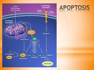 Histologia citologia