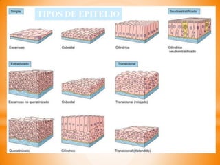 Histologia citologia