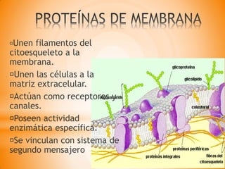 Unen filamentos del
citoesqueleto a la
membrana.
Unen las células a la
matriz extracelular.
Actúan como receptores y
canales.
Poseen actividad
enzimática específica.
Se vinculan con sistema de
segundo mensajero
 
