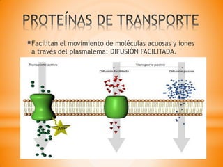 Facilitan el movimiento de moléculas acuosas y iones
a través del plasmalema: DIFUSIÓN FACILITADA.
 