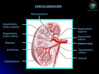 Histologia Del Riñon | PPT
