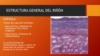 Histologia del sistema urinario | PPTX