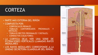 Histologia del sistema urinario | PPTX