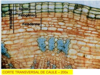 CORTE TRANSVERSAL DE CAULE – 200x
 