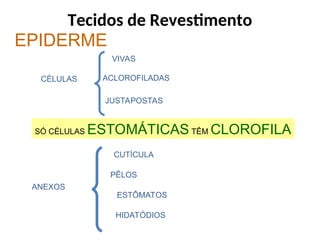 Tecidos de Revestimento
EPIDERME
CÉLULAS ACLOROFILADAS
JUSTAPOSTAS
VIVAS
SÓ CÉLULAS ESTOMÁTICAS TÊM CLOROFILA
ANEXOS
CUTÍCULA
PÊLOS
ESTÔMATOS
HIDATÓDIOS
 