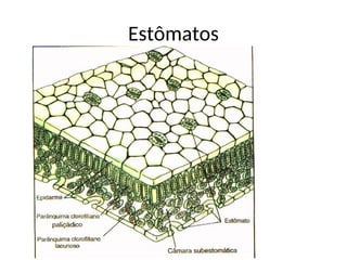Estômatos
 